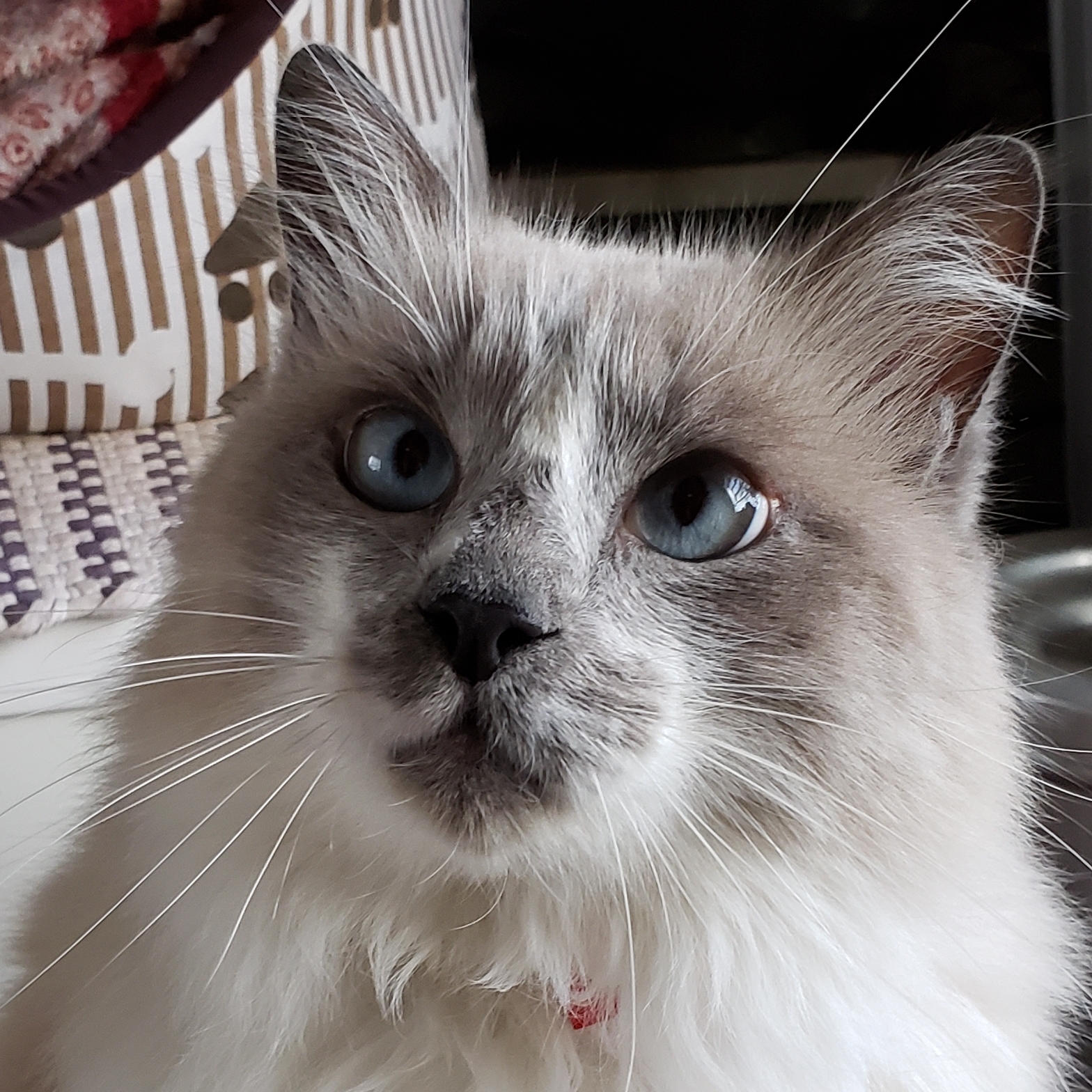 Luna Jéssica 