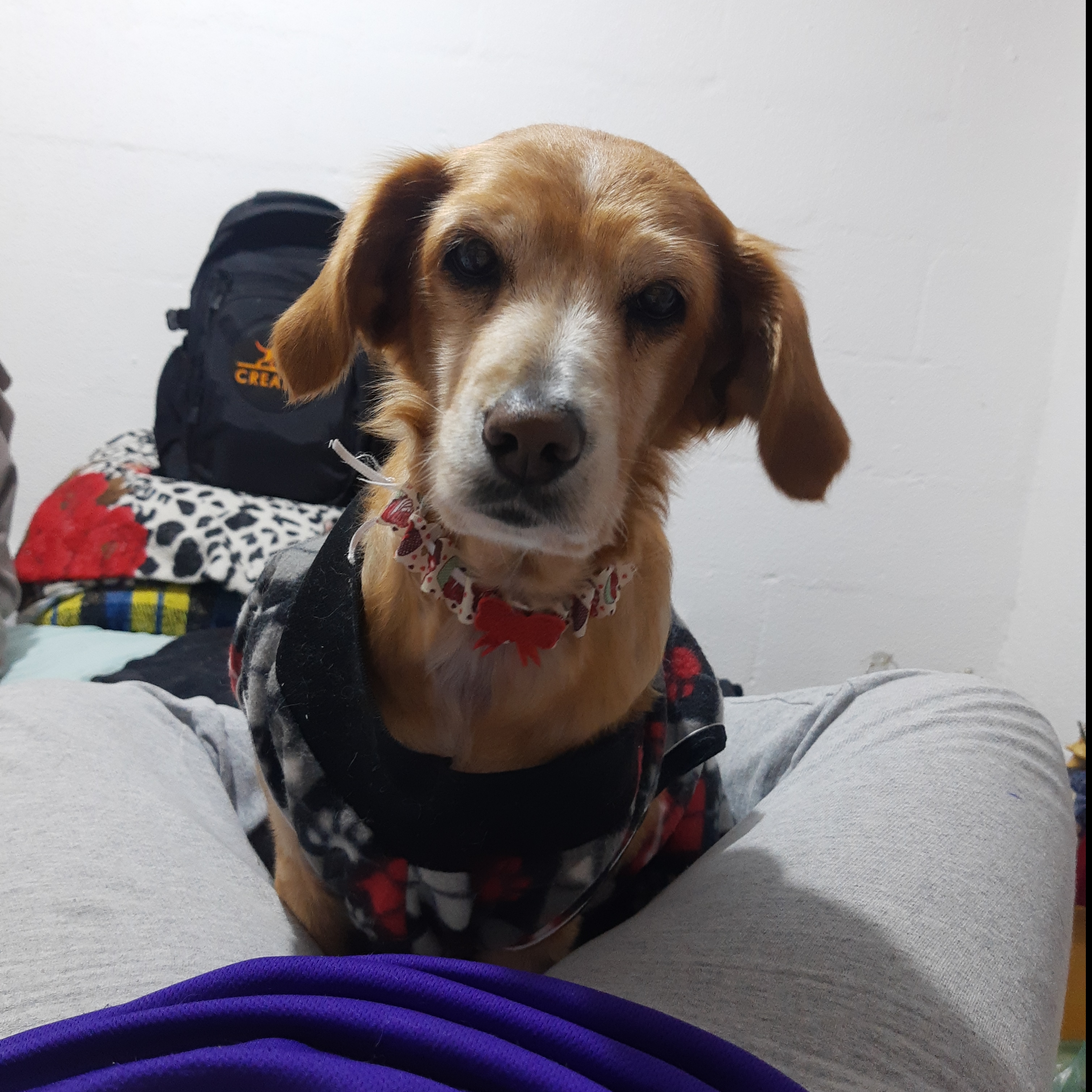 Lika Beatriz