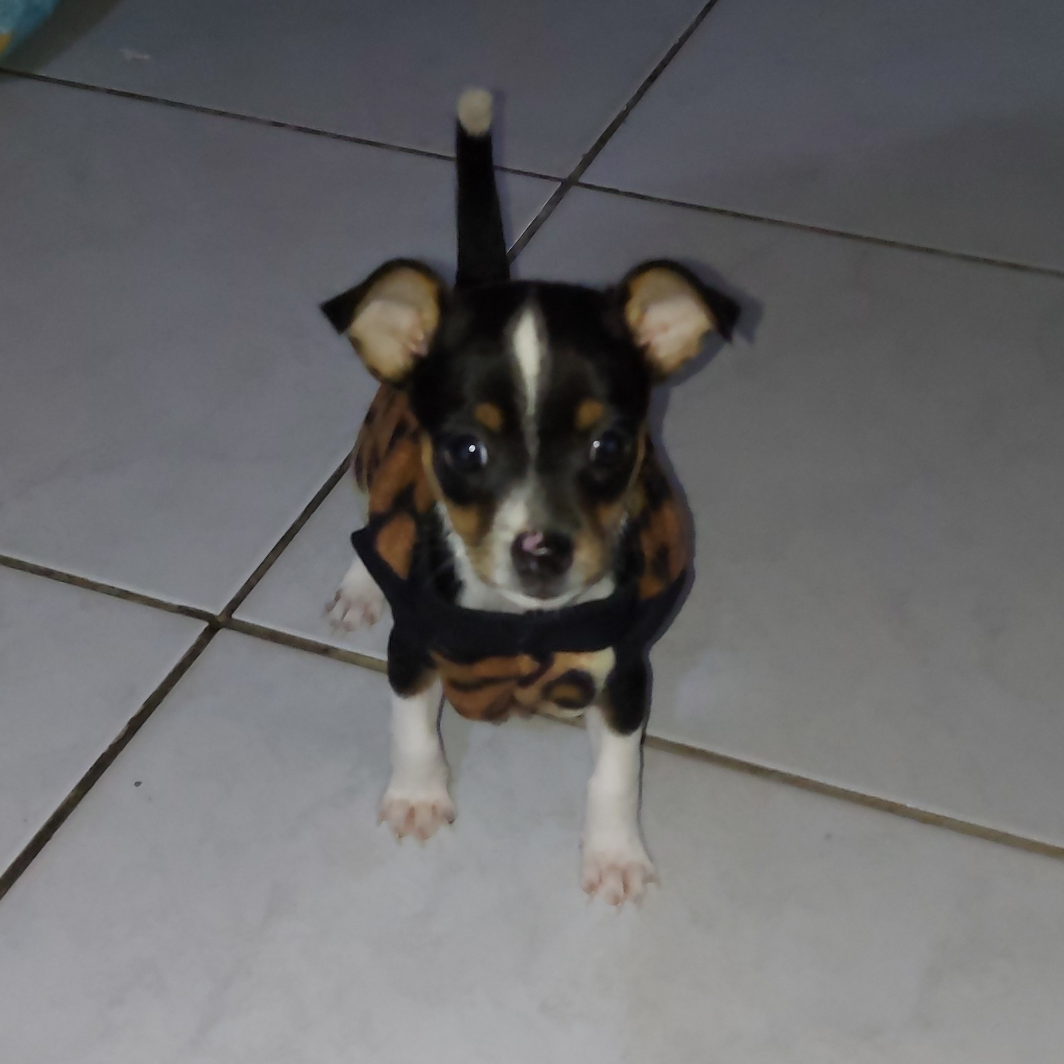 Rajh Uilma Dirane