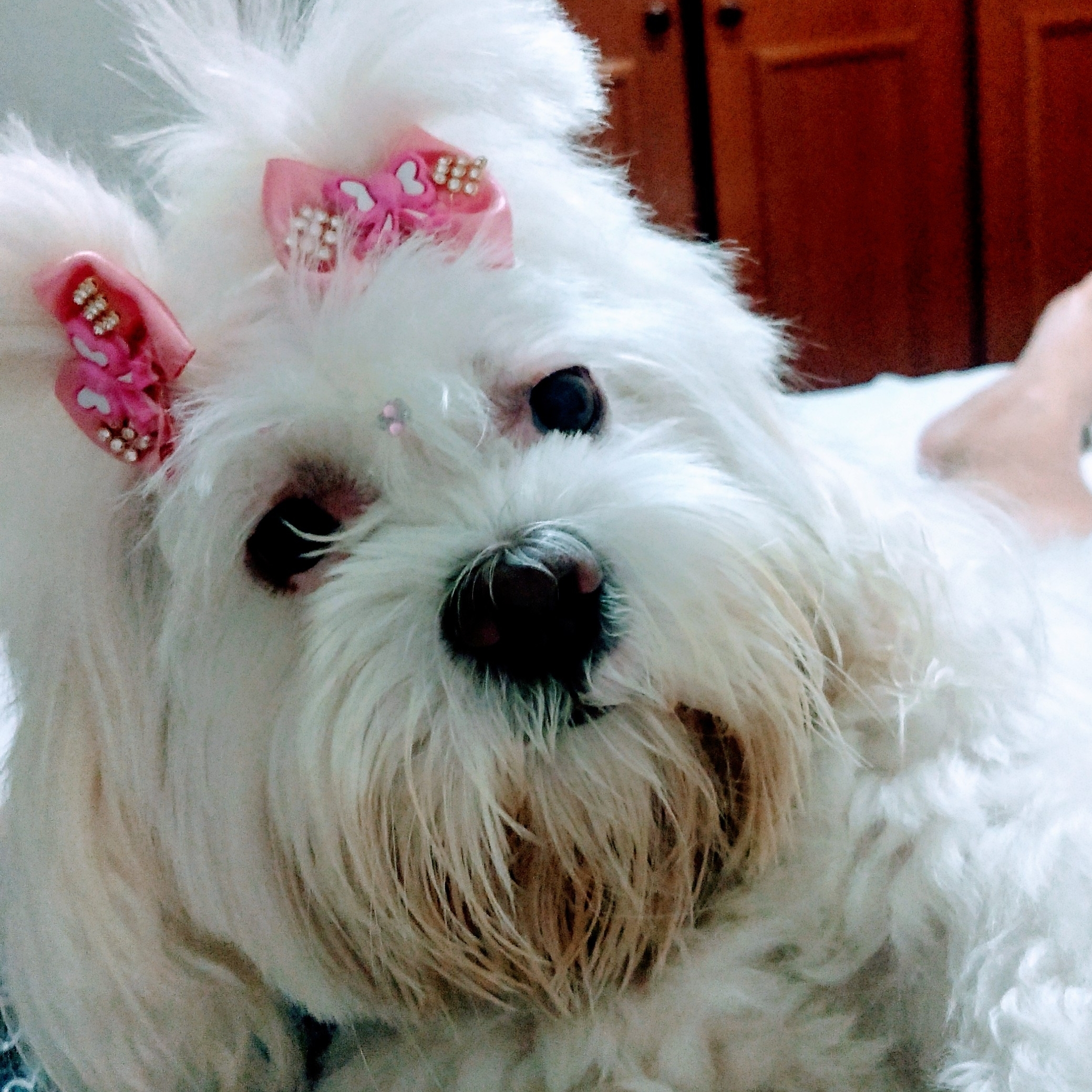 Milly Diego Bull