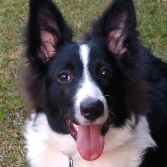 Buddy Paula Ferreira Moreira Emerson