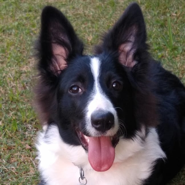 Buddy Paula Ferreira Moreira Emerson Laerte Moreira