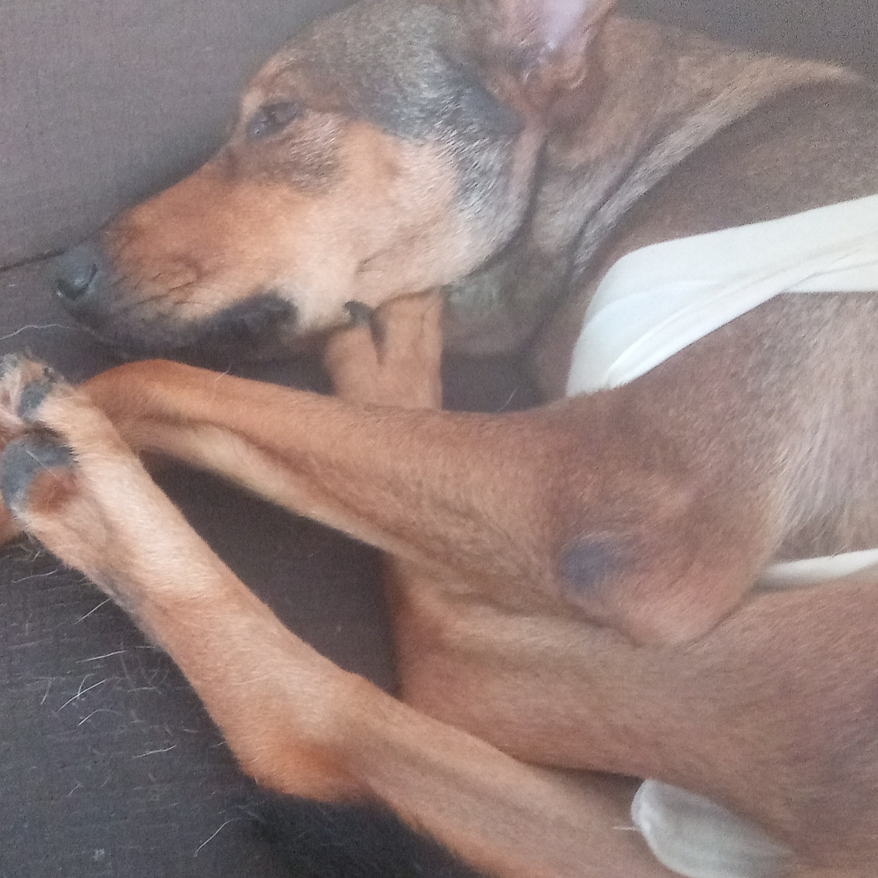 Bolinha Estela Guedes Lourenço