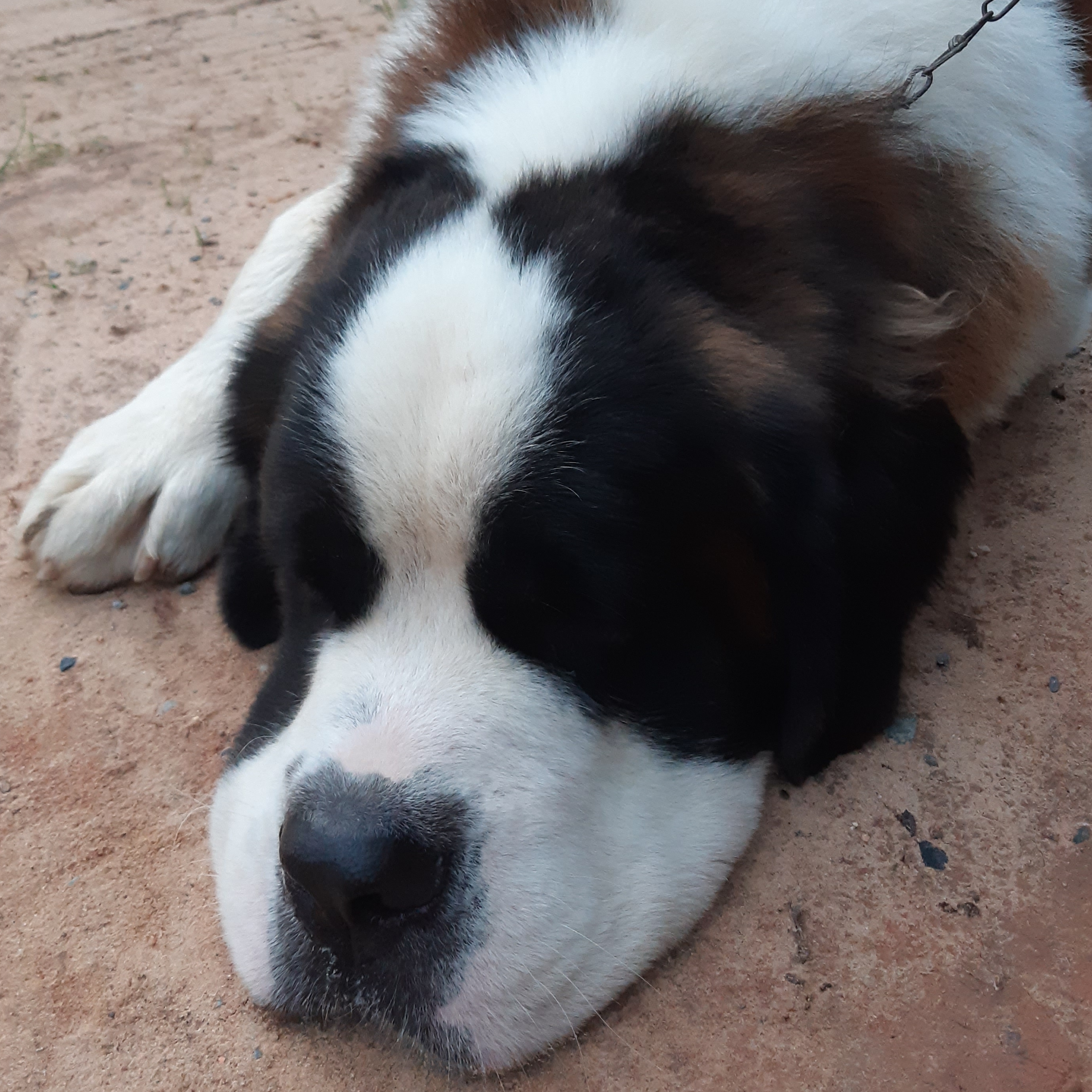 Thor Jéssica Cristina Ferreira dos Santos.