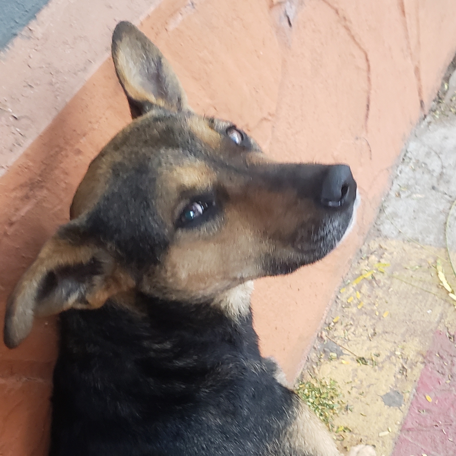 Pimenta Pablo Vecina