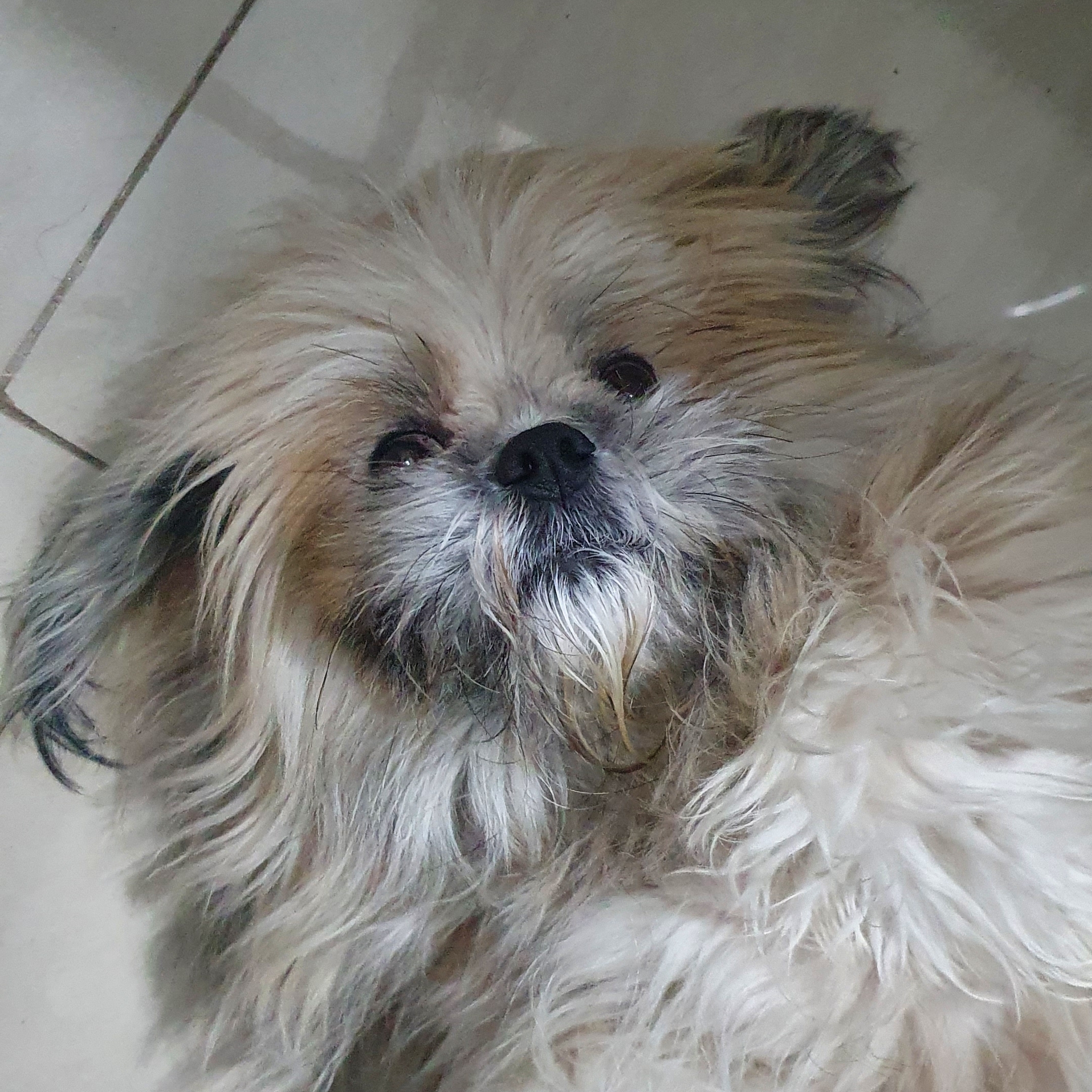 Lua Luiz Carlos F. Bittencourt