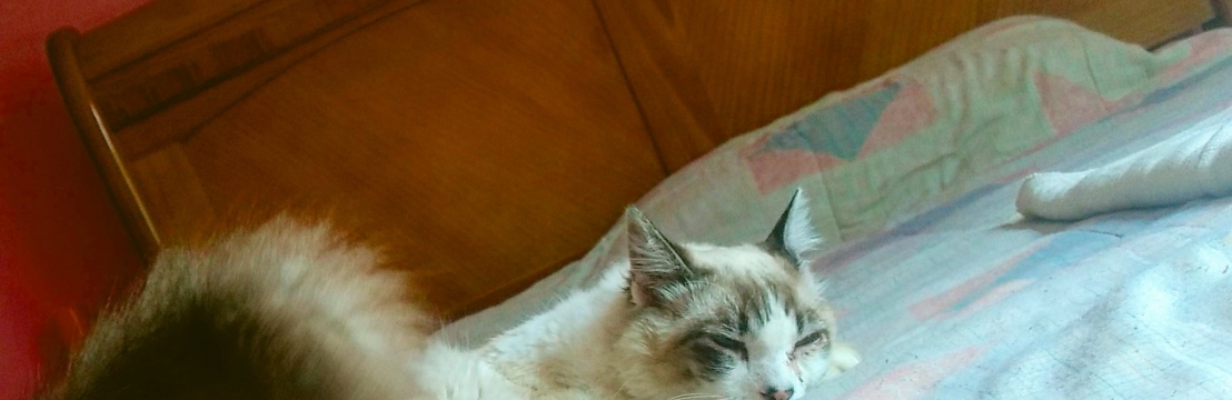 MistoffoleesAntonio