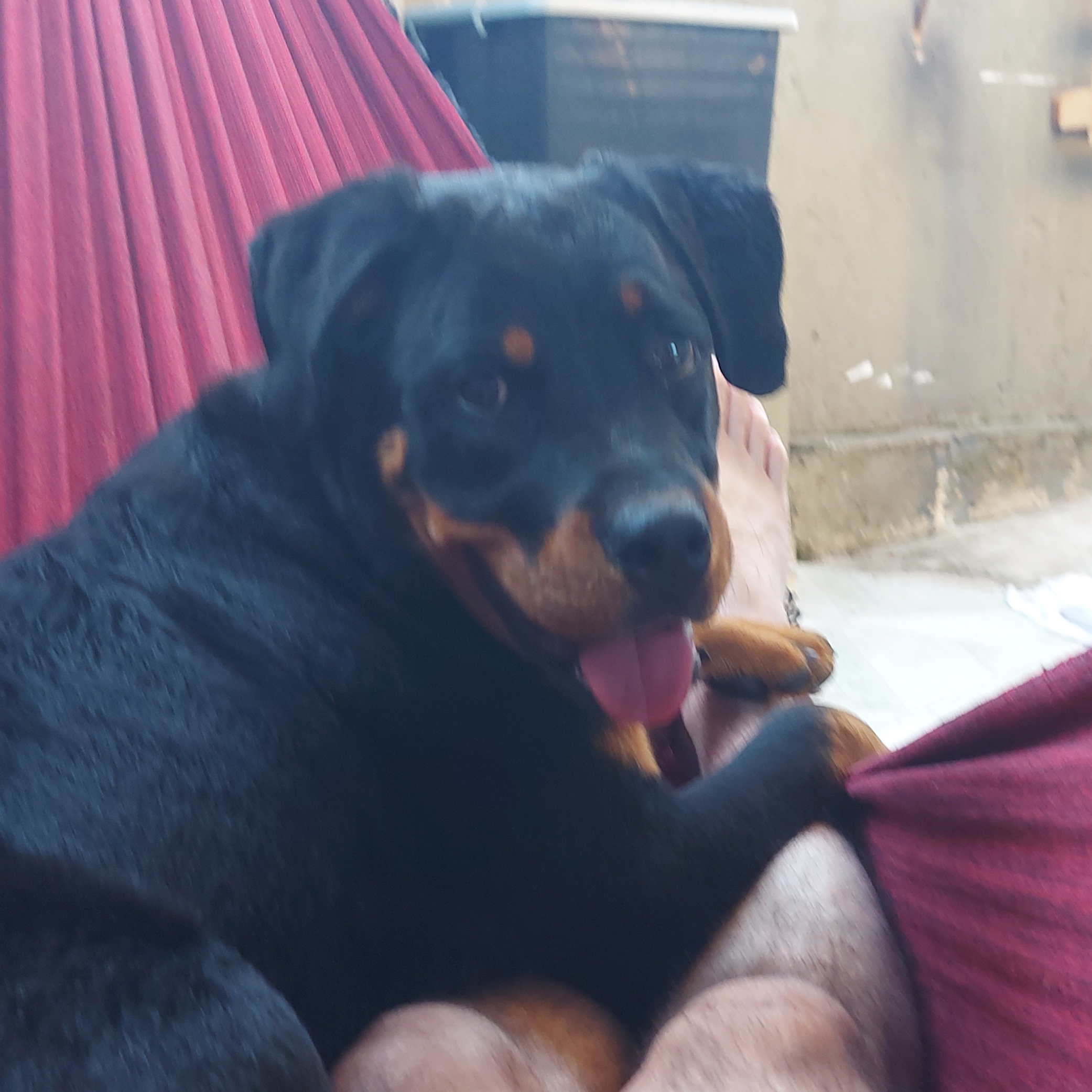 Rolly Danilo e Ingrid