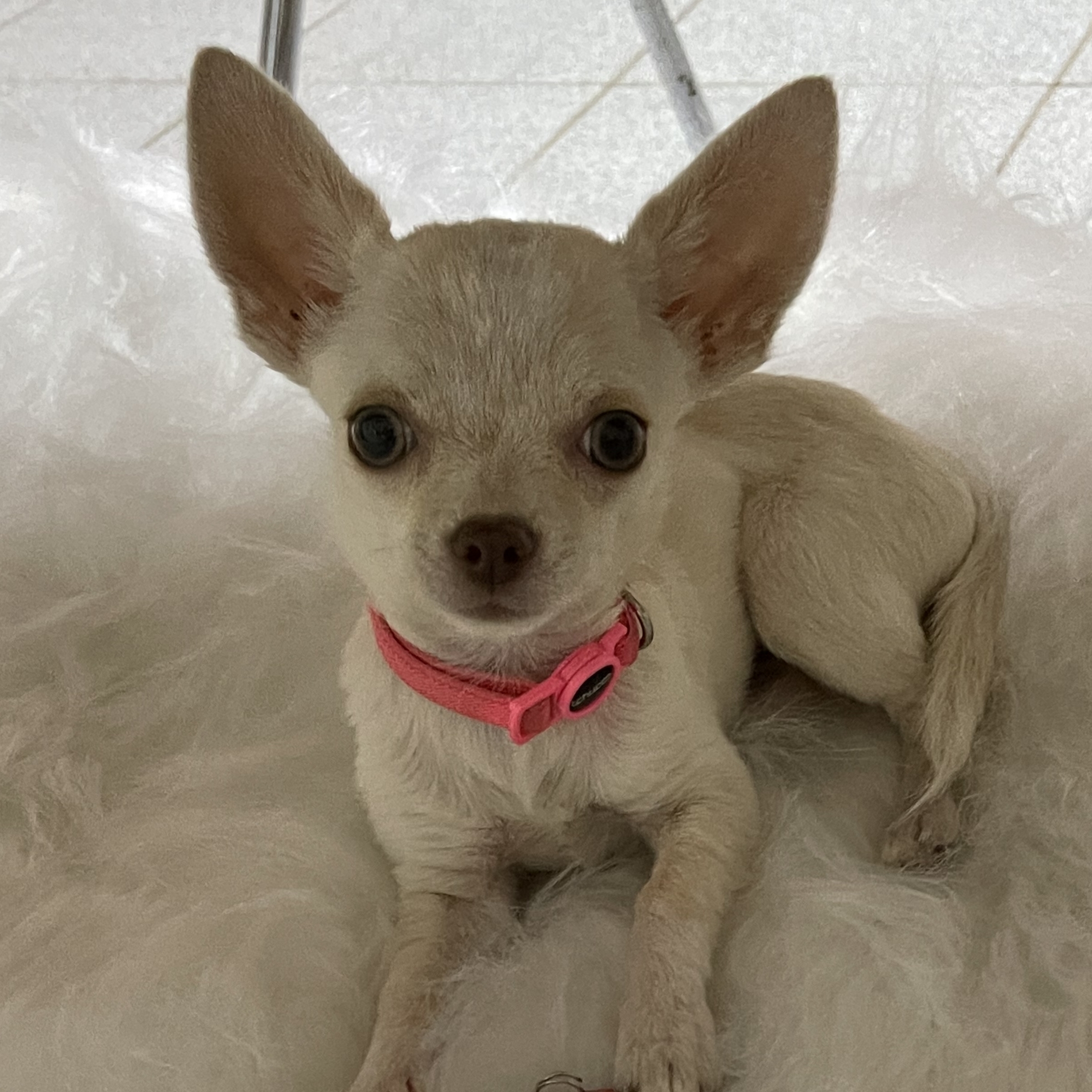 Fifi Isadora