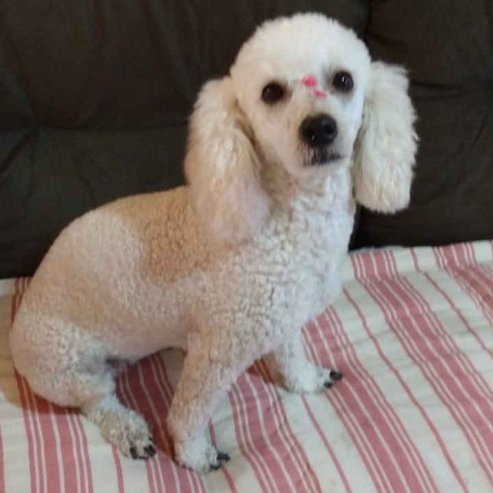 Lua Luiz