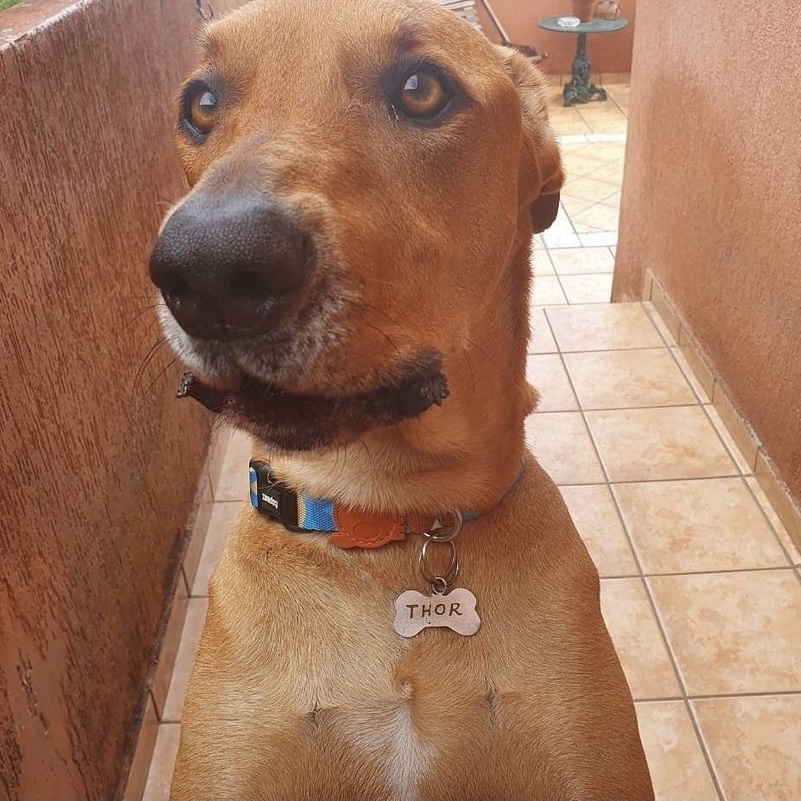 Thor  Mariana 