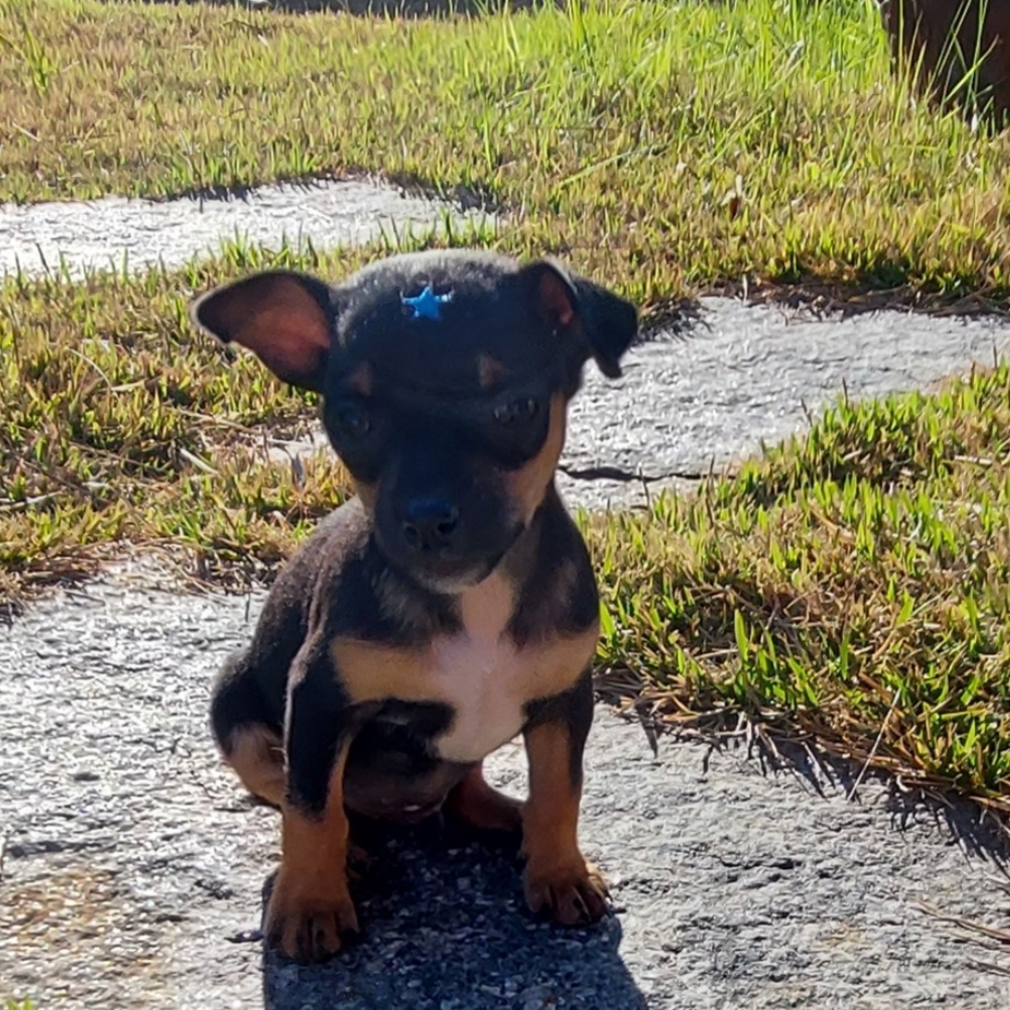 Duff Josiane Grahl