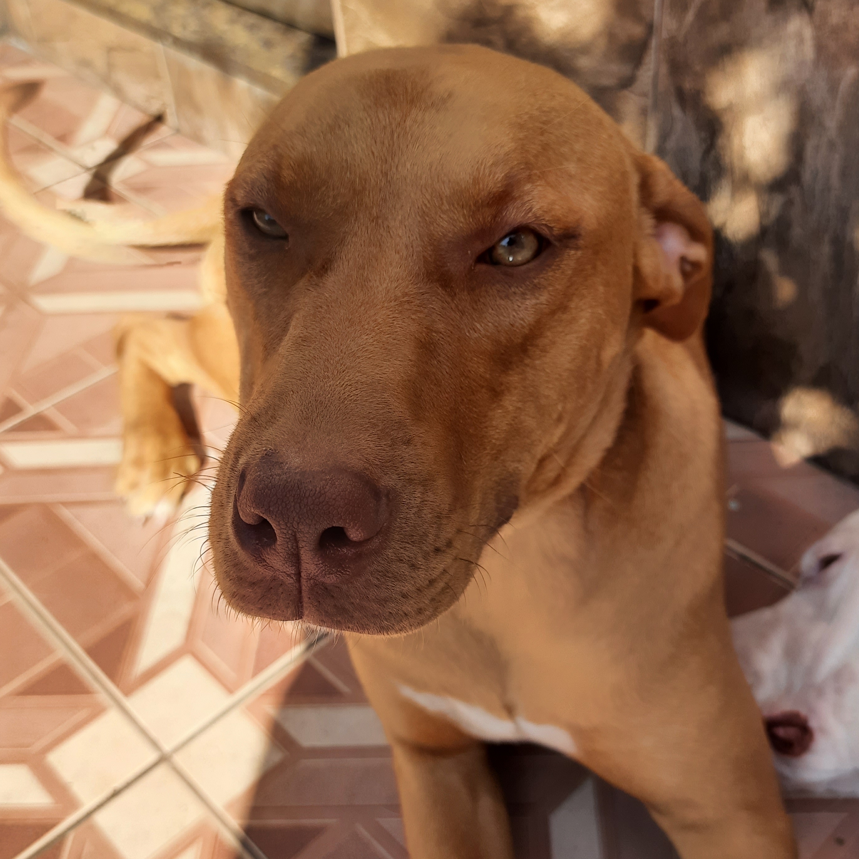 Izabel Marques Mercedes Marques Marinho