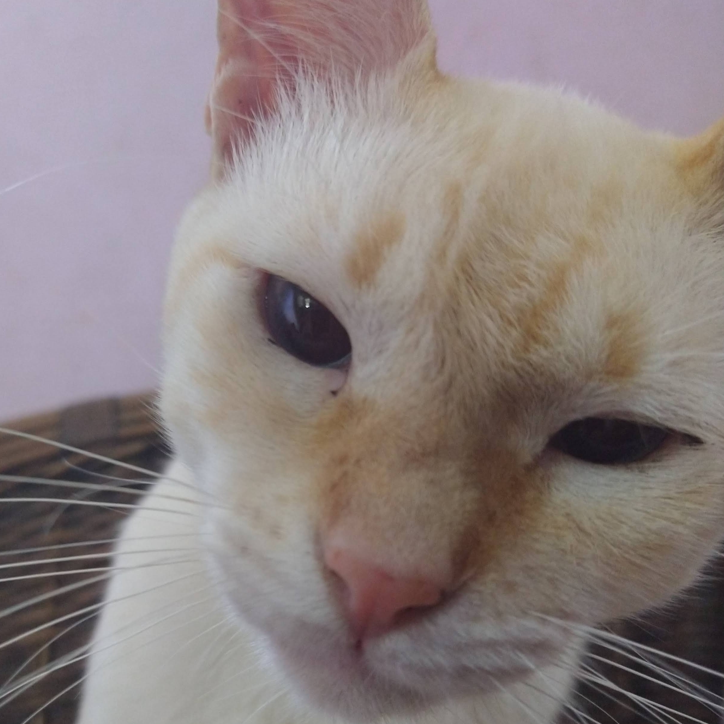 Maizena Tatiana e Célio