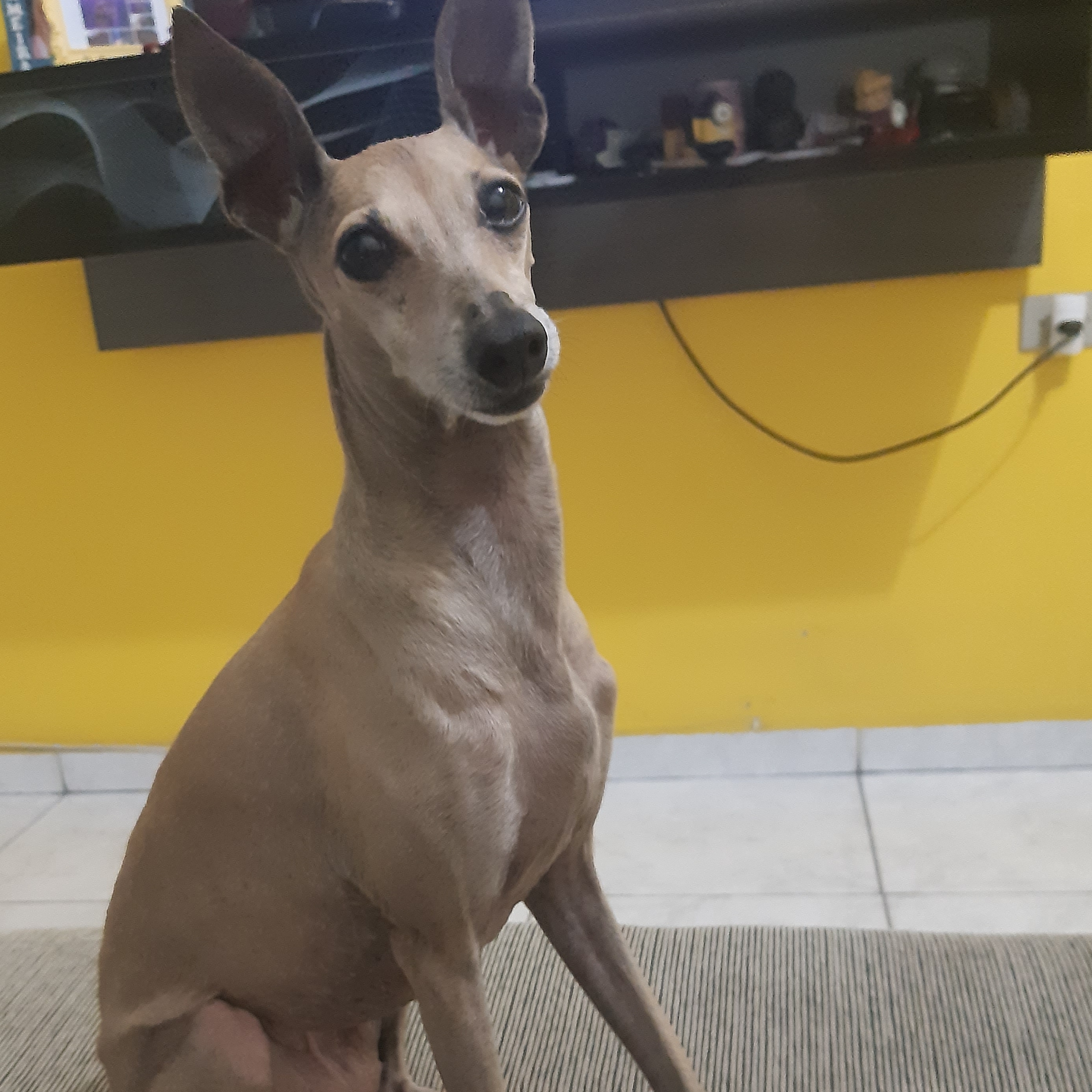 Juju Santana de Souza Priscila Santana de Souza 