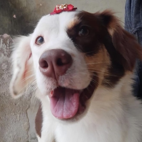 Pipoca  Gabriel Guimarães 