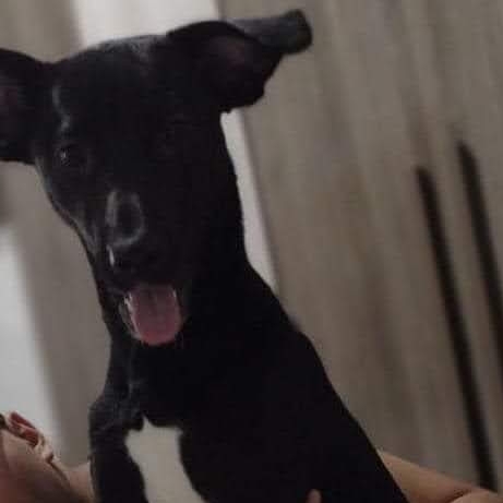 -Mel Samantha Procópio ferreira