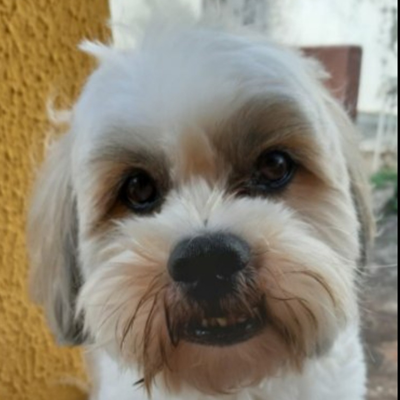 Thor - Donos Giovanna/Helly/Zenira/Guilherme