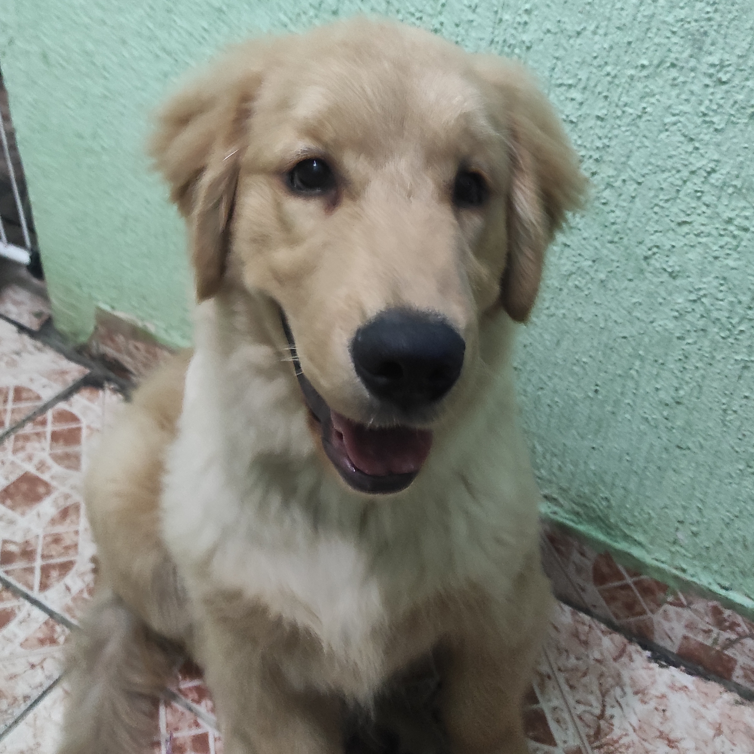 Zeus Marcelo ou Rose 
