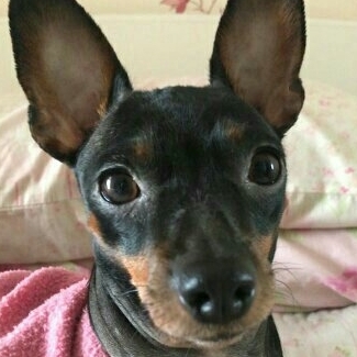 Milla Felippe