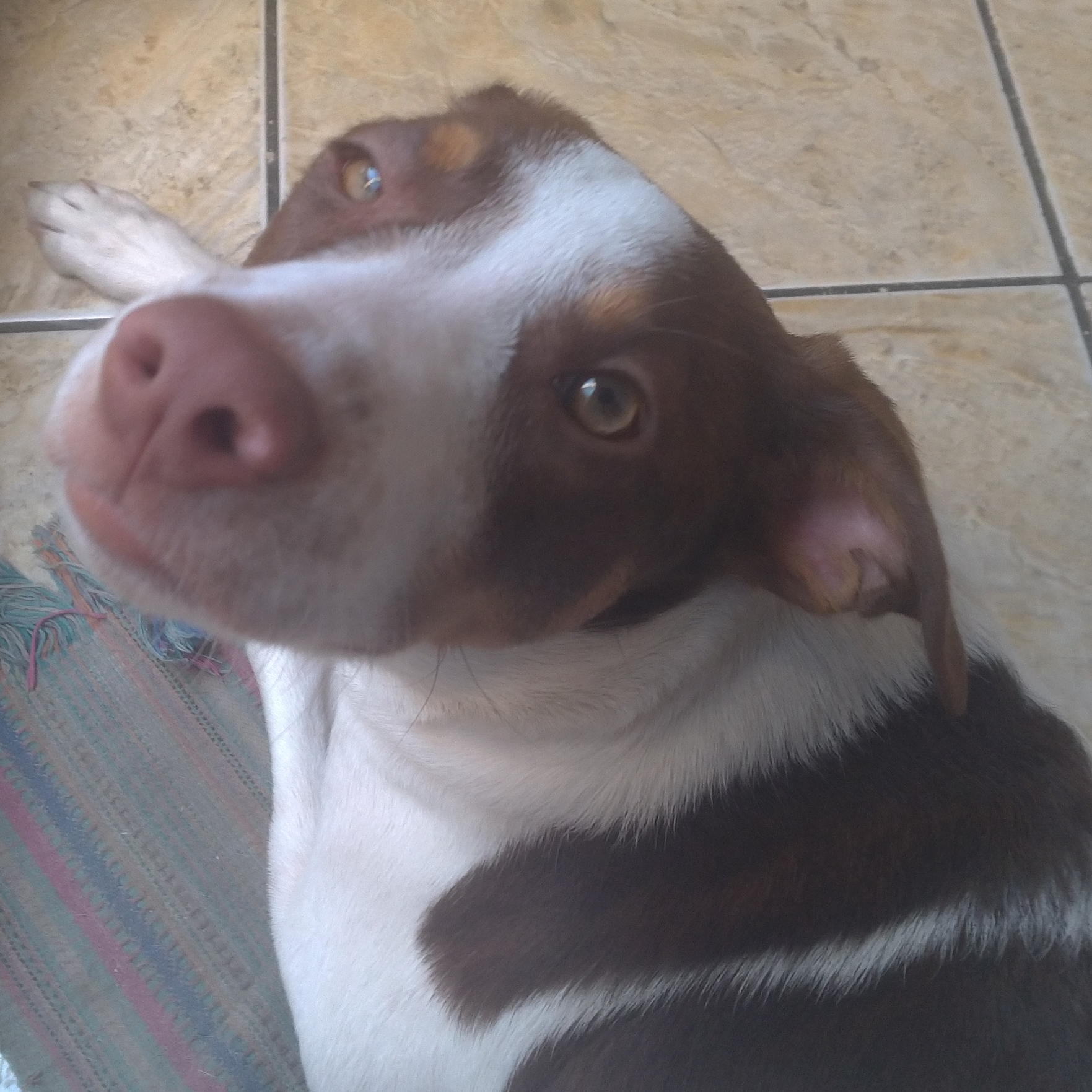 Max Brenda Santos Silva 