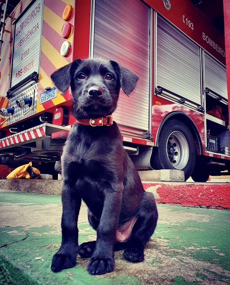 Foguinho  Corpo de Bombeiros Vila Noêmia 