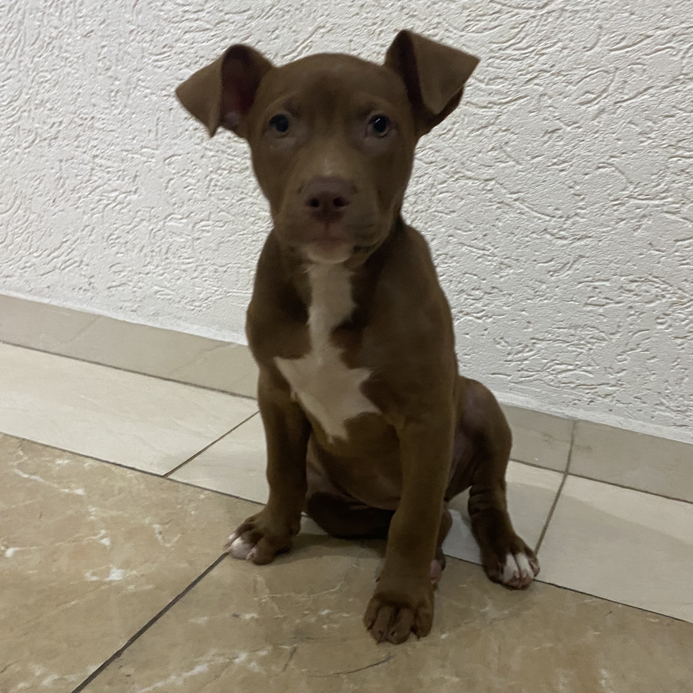 Pandora Larissa - Telma - Paulo