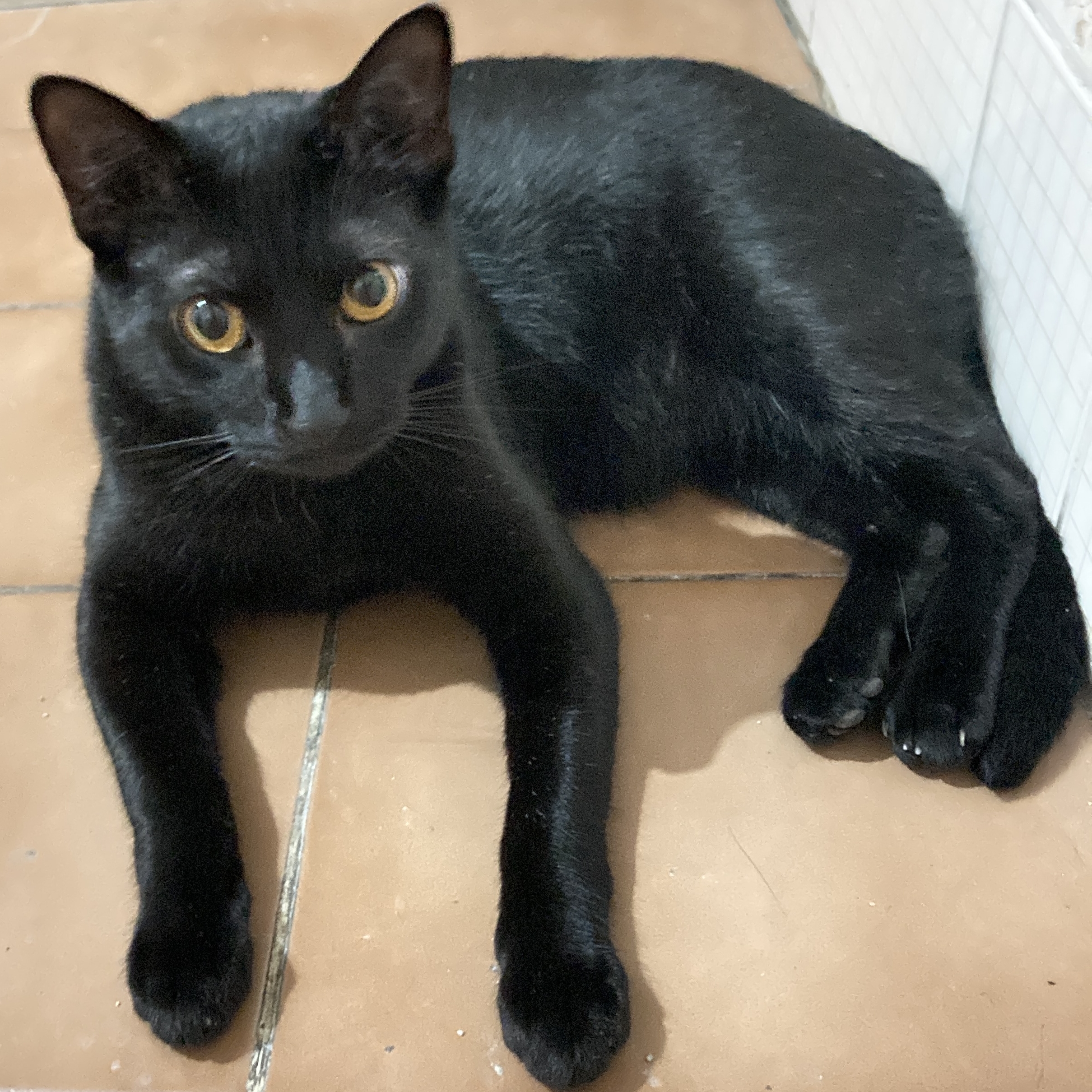 T’challa Gabriela
