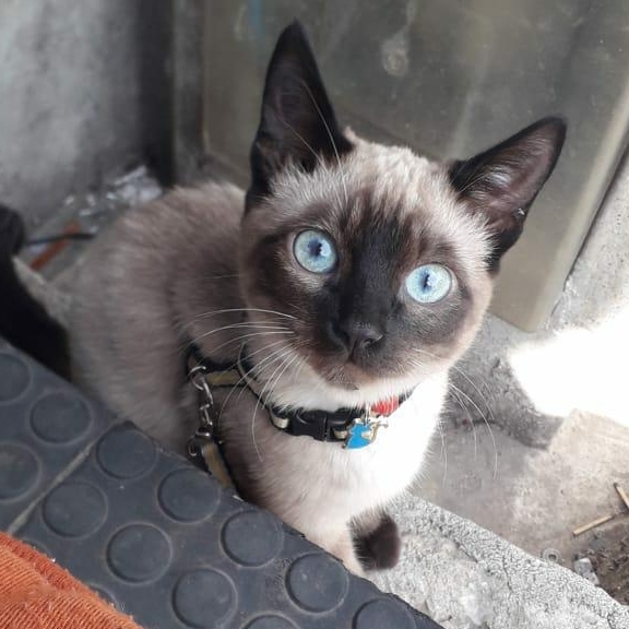 Tom Lucília conceição 