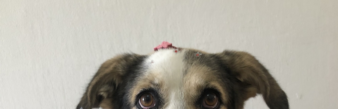 Lola MatildaRenata e Arnaldo