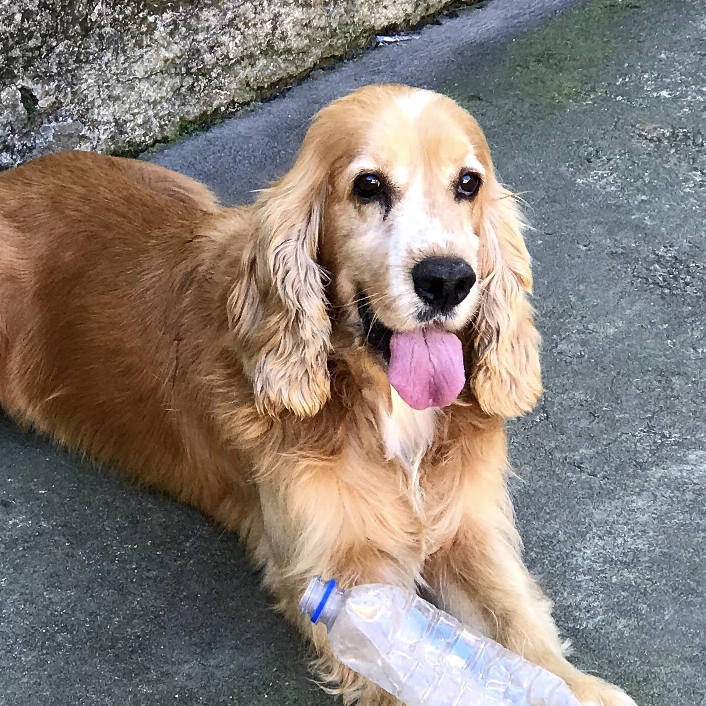 Thor Stella Ozorio
