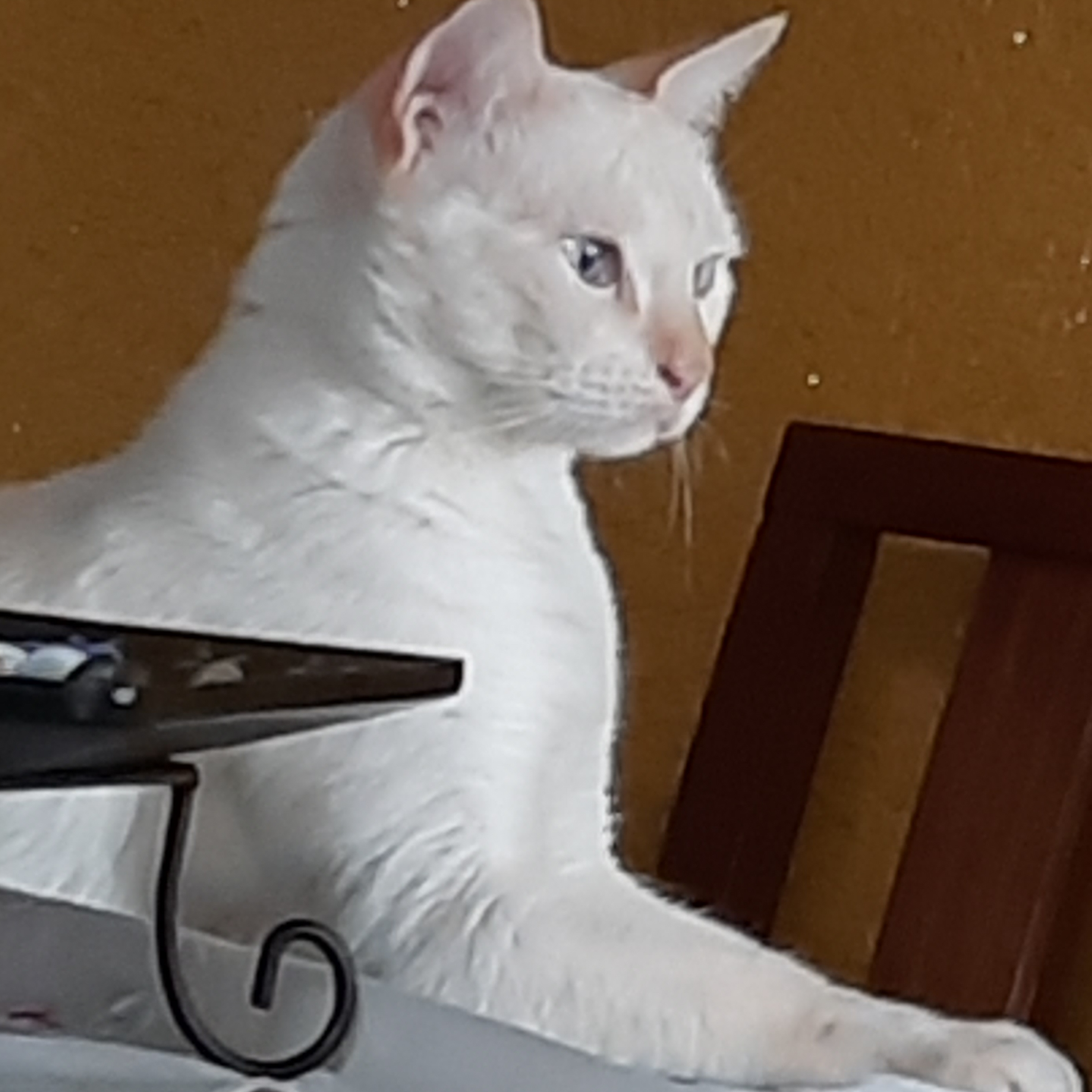 PUDIM Katia