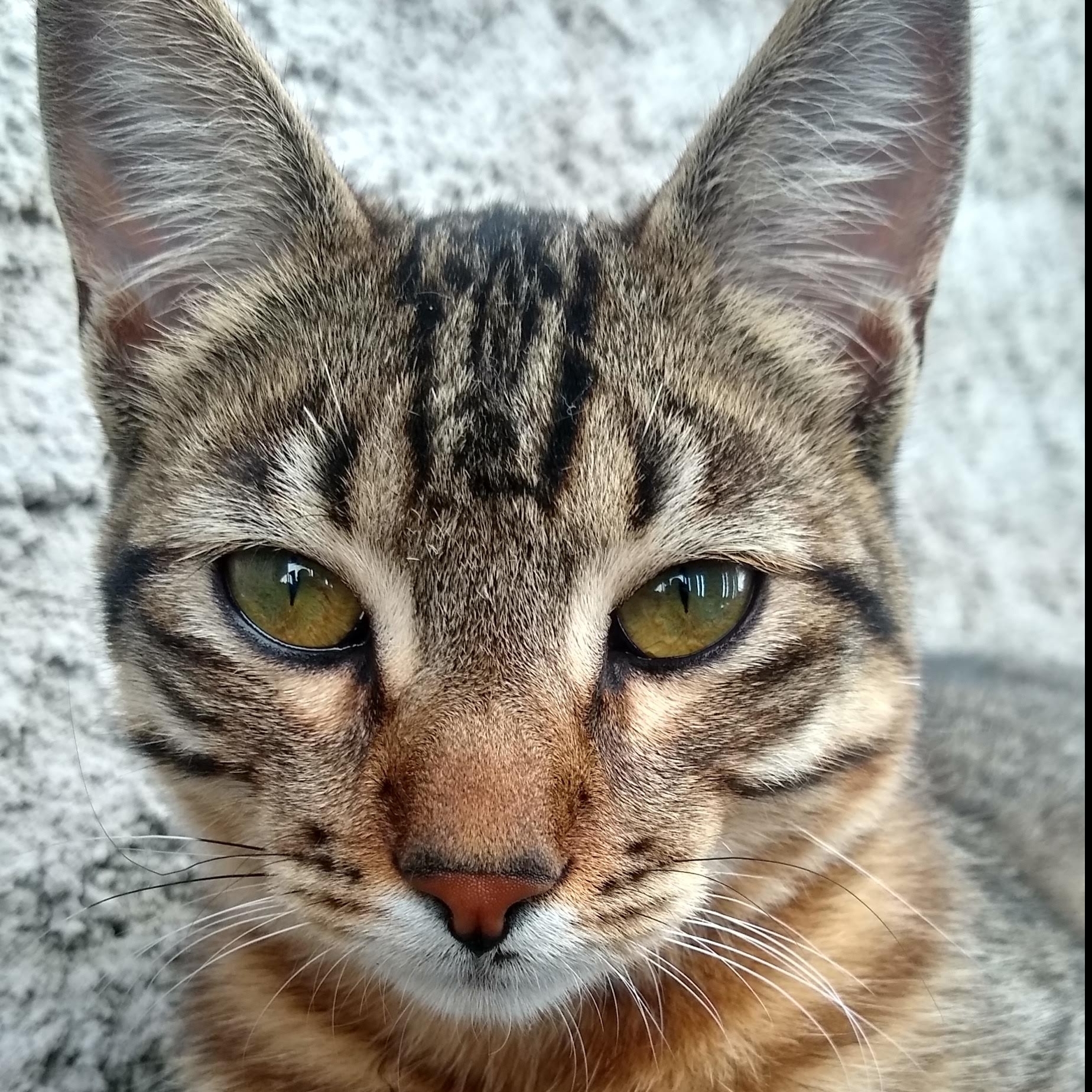 Aslan  NiltonSG