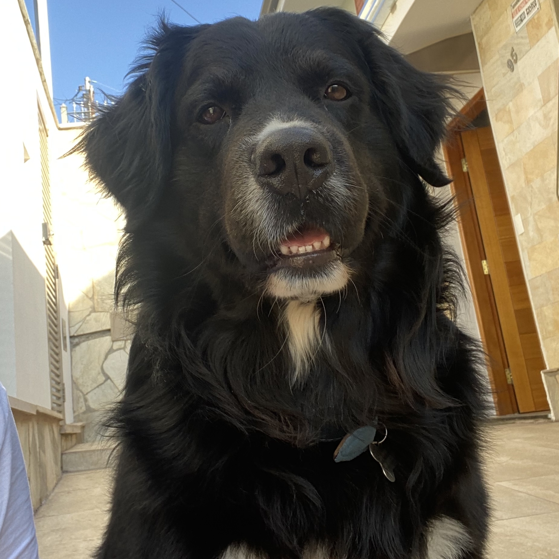 Bob Bolota Mariana Hortencio Fernandes