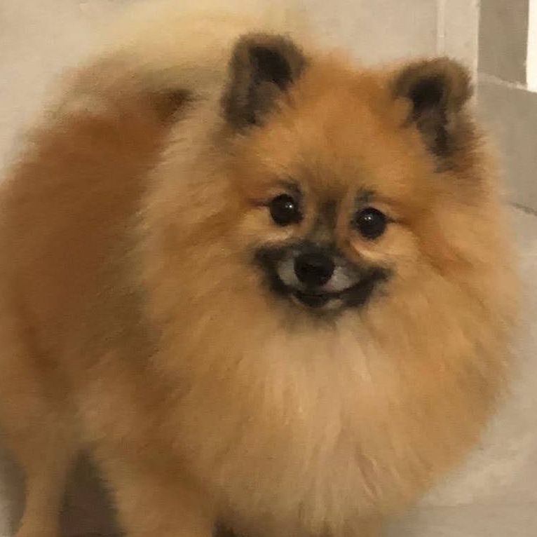 Zeus  Jaqueline