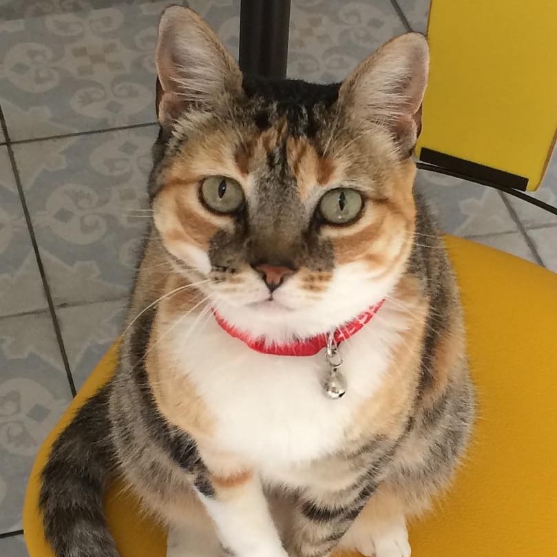 -Bella Suenia 