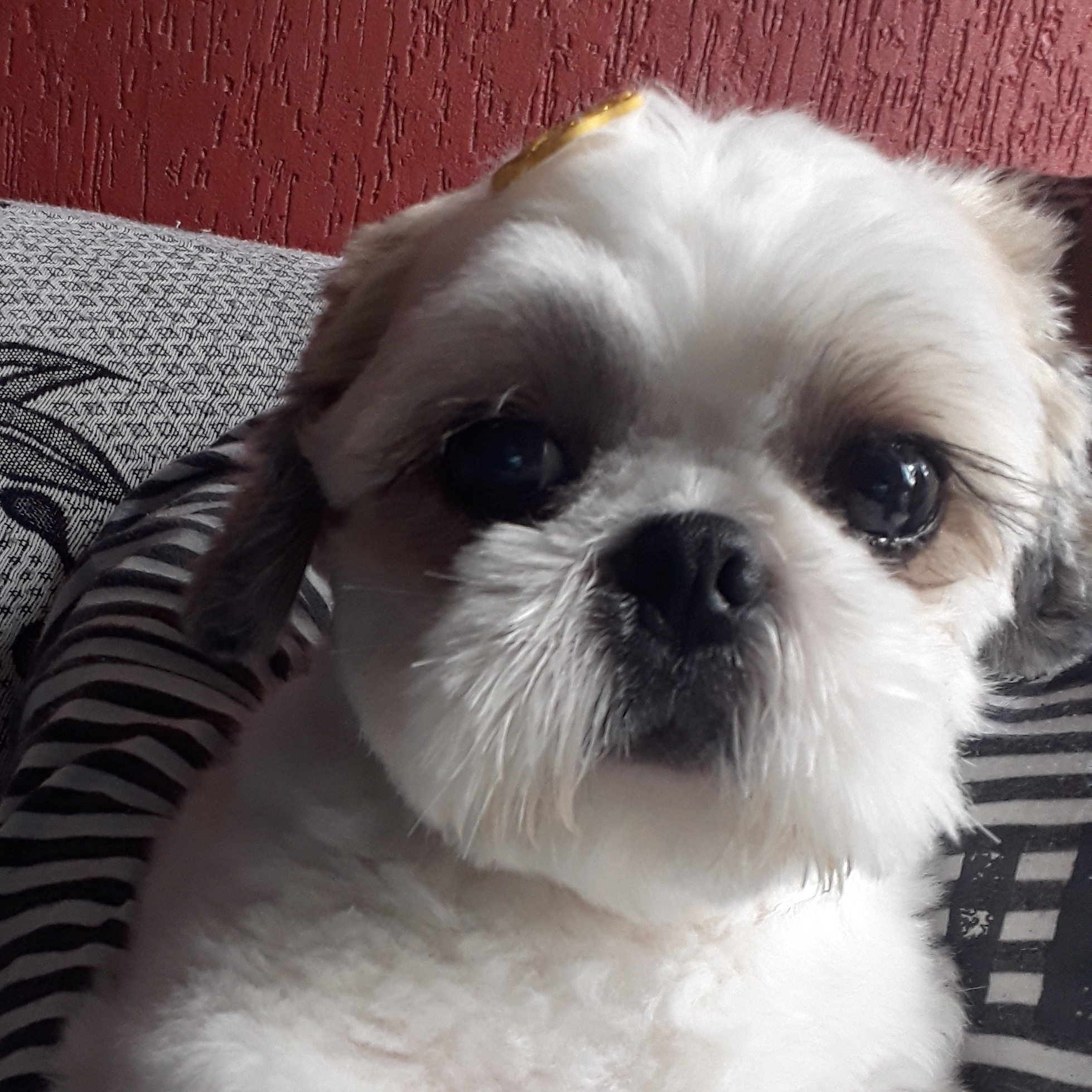 Lupy  Ana Lucia