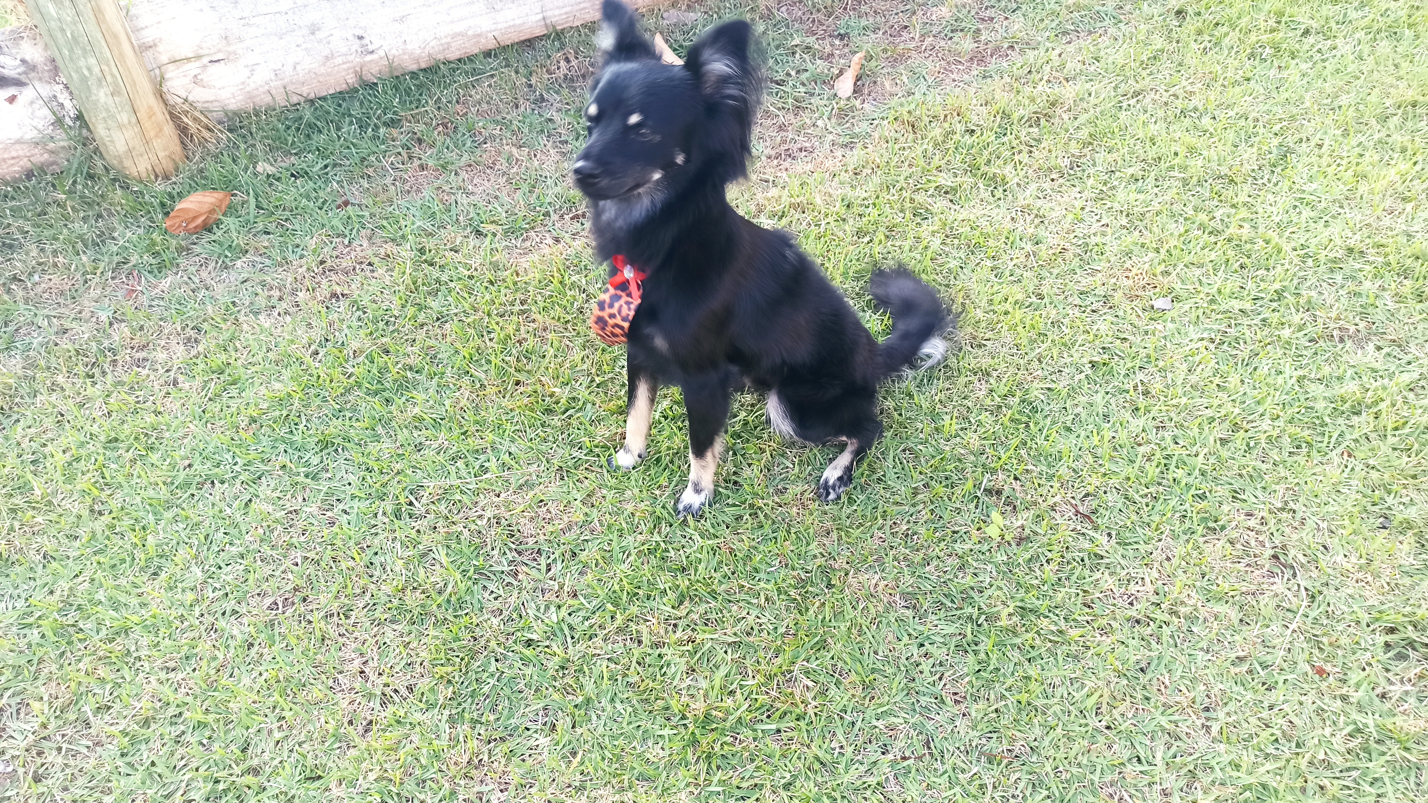 KURAMA THALLYS DE FAVERI