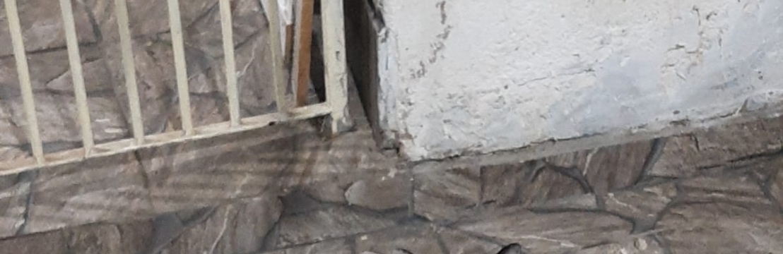  Soneca Ferreira dos SantosNanda e Paloma