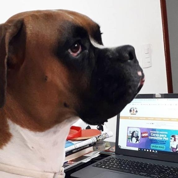 Luigi CARLOS JUNIOR