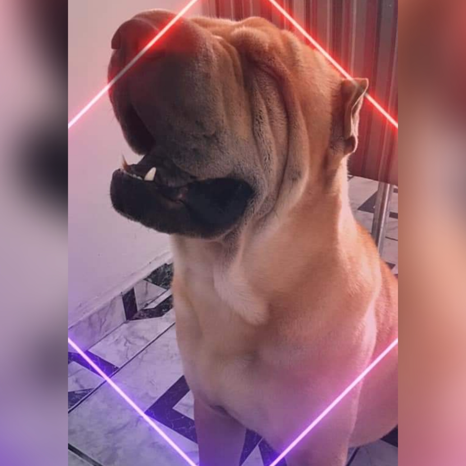 Zeus Azevedo Pires  Beatris Azevedo Pires 