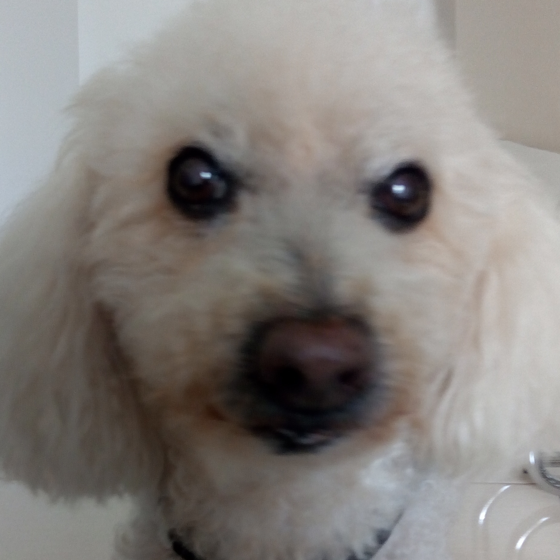 Max Rosangela Parize