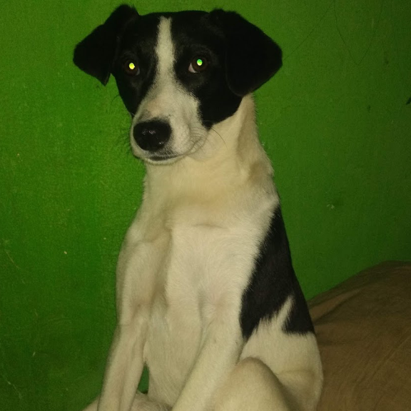 Jhuly Verônica ou Rodrigo