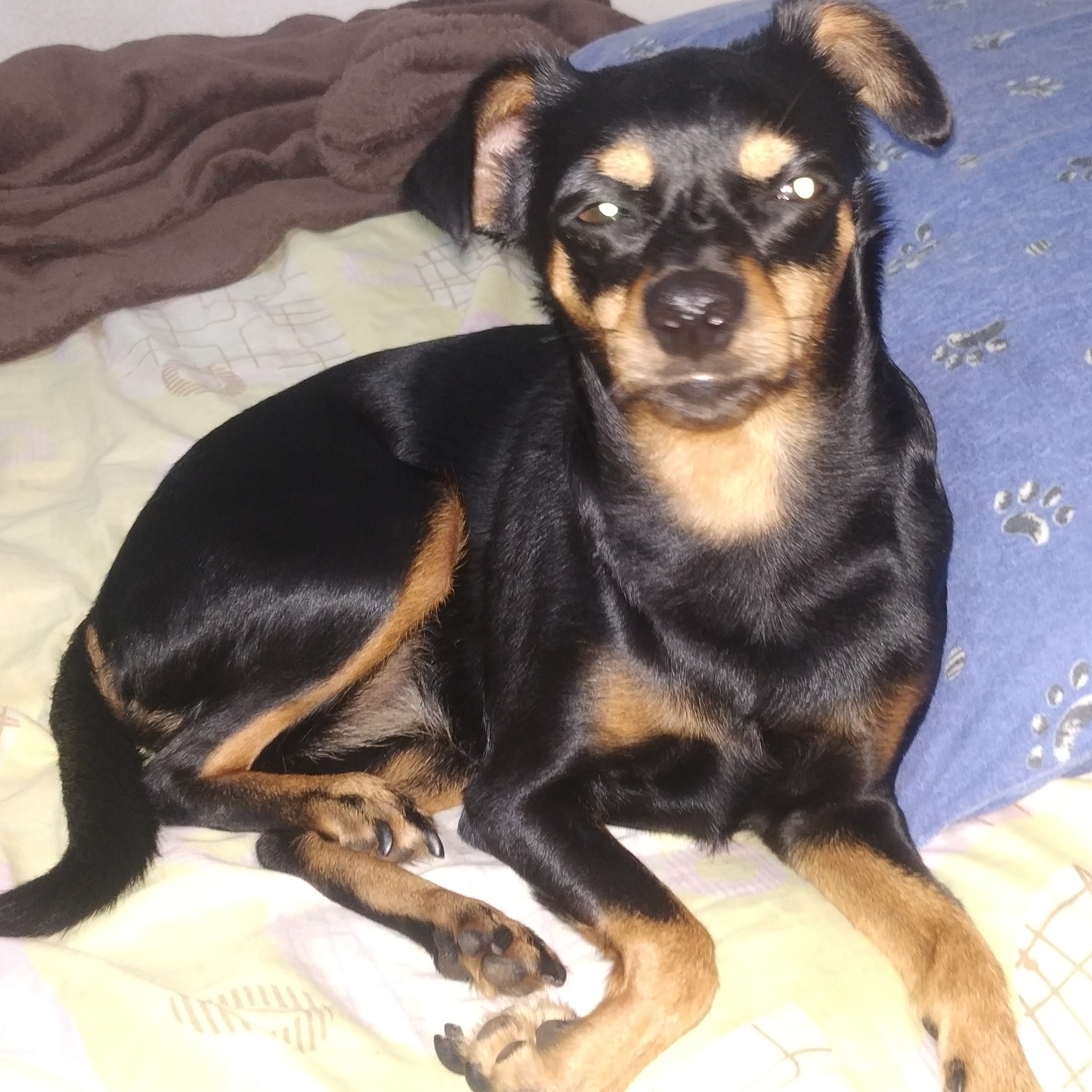 Tulypa Aderson Carlos Bento