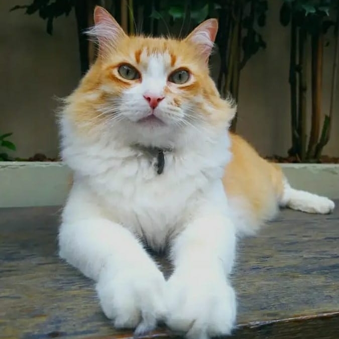 FUBA WALLACE CAPUCHO CARDOSO