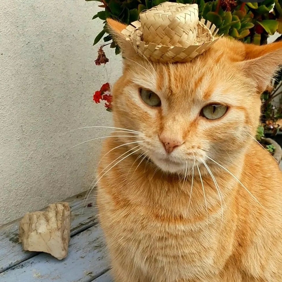 -Simba Clara Keller
