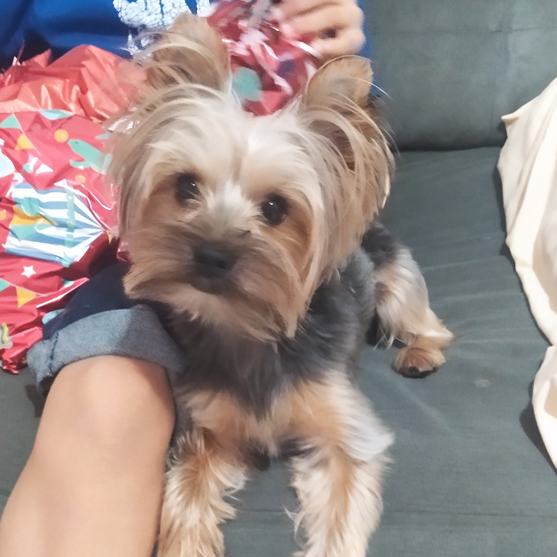 Maui Moura Aline Moura