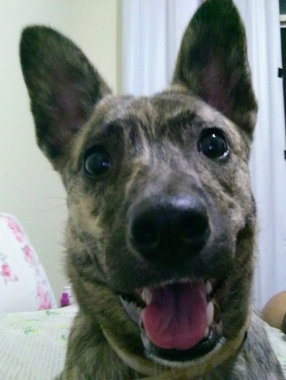 Nina Paulo Henrique Bencini