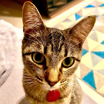 AMORA - GATO SEM VERGONHA DO MEU CORAÇÃO  Jorge Andrade Neto