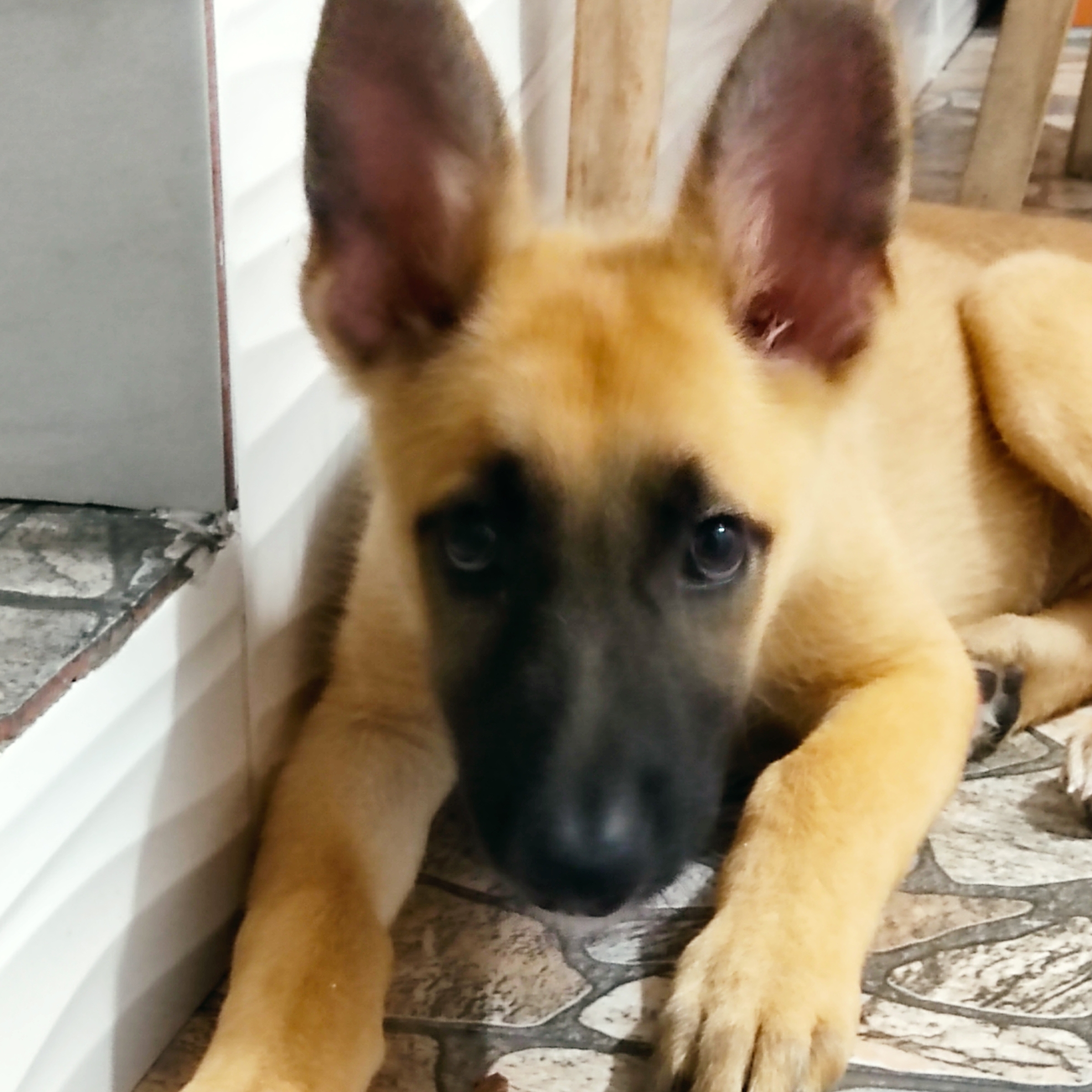 Scooby Junior Gomes de Jesus